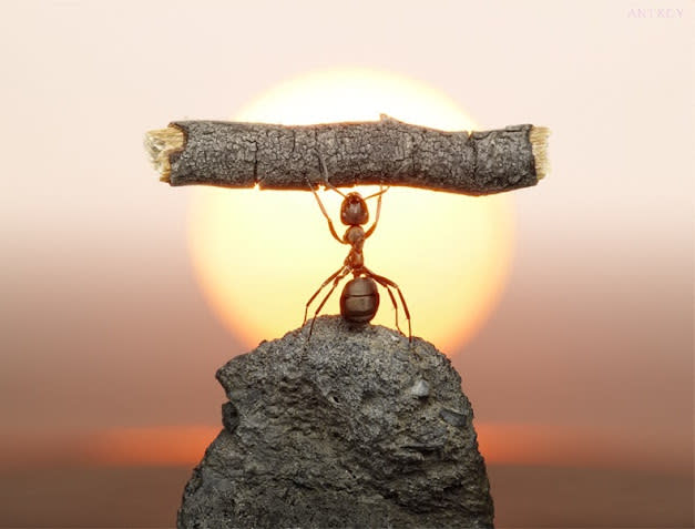 غرب صور للنمل في وضعيات طريفه Funny-and-strange-ants-photographs+%2813%29