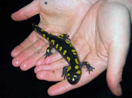 عجائب قدرة الخالق // نبات ينمو في خلايا حيوان  Ambystoma_maculatum