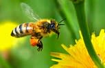 أسرار الشفاء بالعسل : ملف شامل / تفضل بالدخول وسبح بحمد اللطيف الخبير Honey-bee-antibiotic