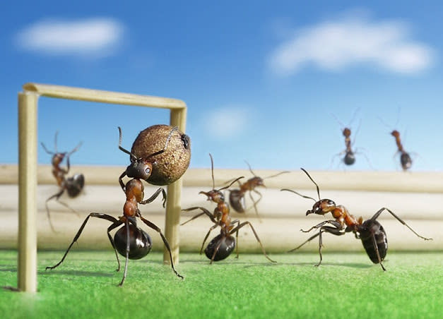 اغرب صور للنمل في وضعيات طريفه Funny-and-strange-ants-photographs+%288%29