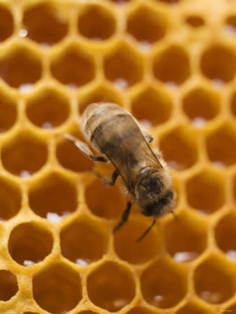  أسرار الشفاء بالعسل : ملف شامل / تفضل بالدخول وسبح بحمد اللطيف الخبير Honeycomb-with-bee