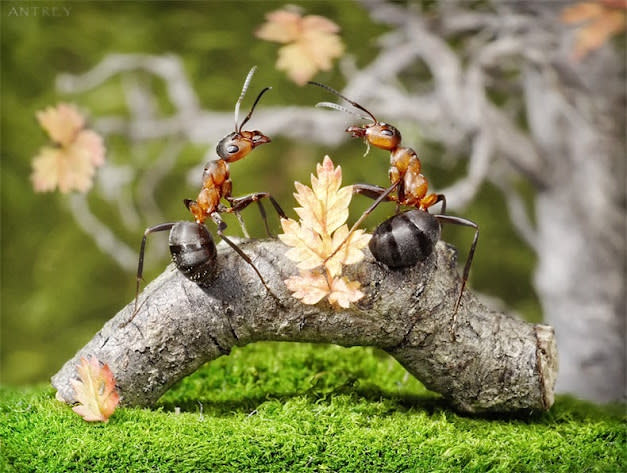 غرب صور للنمل في وضعيات طريفه Funny-and-strange-ants-photographs+%2822%29