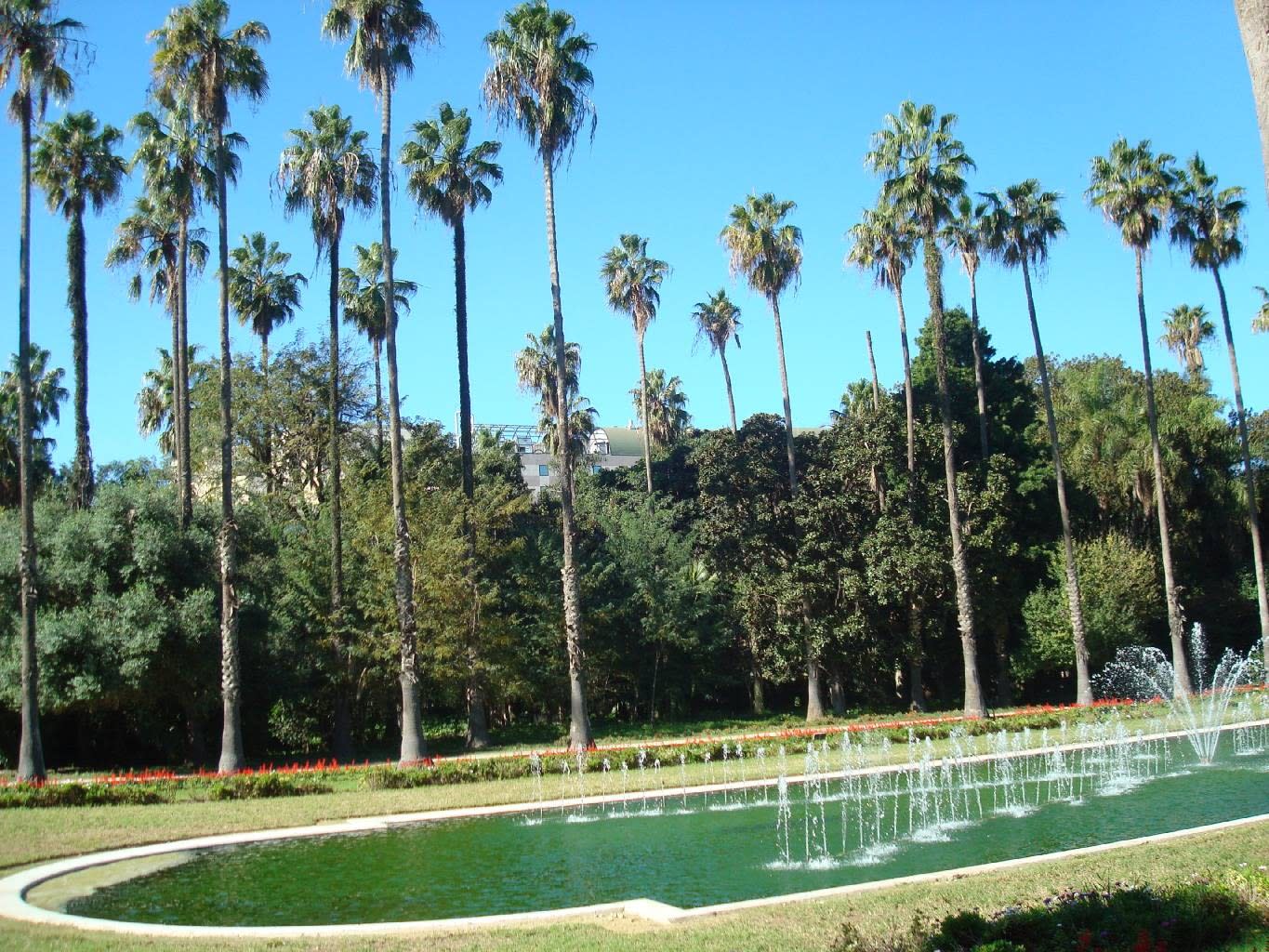 حديقة الحامة بالجزائر .. ثالث حديقة تاريخية في العالم..  Bassin-et-palmiers-jardin-d-essai---alger.73353
