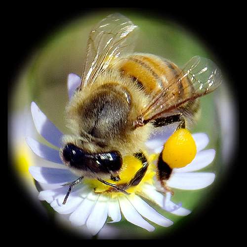  أسرار الشفاء بالعسل : ملف شامل / تفضل بالدخول وسبح بحمد اللطيف الخبير Bee-honey-7