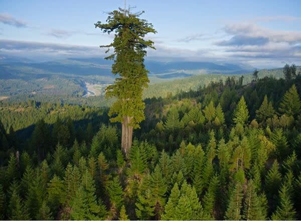 اطول شجرة بالعالم Tallest-tree1