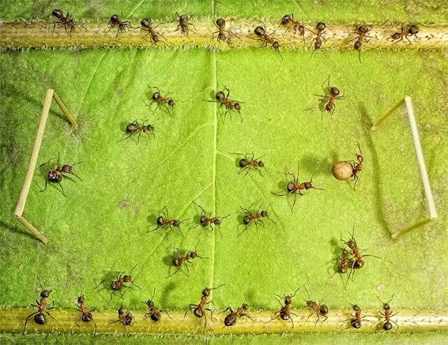غرب صور للنمل في وضعيات طريفه Funny-and-strange-ants-photographs+%2812%29