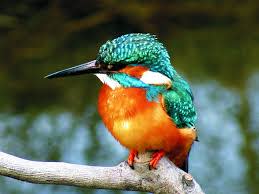 من غرائب الطيور المهاجرة.. Kingfisher