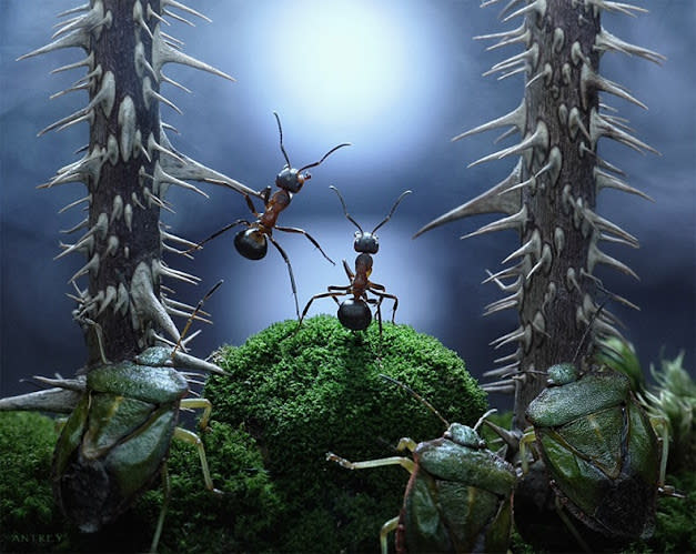 غرب صور للنمل في وضعيات طريفه Funny-and-strange-ants-photographs+%2821%29