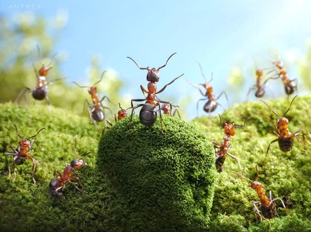 اغرب صور للنمل في وضعيات طريفه Funny-and-strange-ants-photographs+%287%29