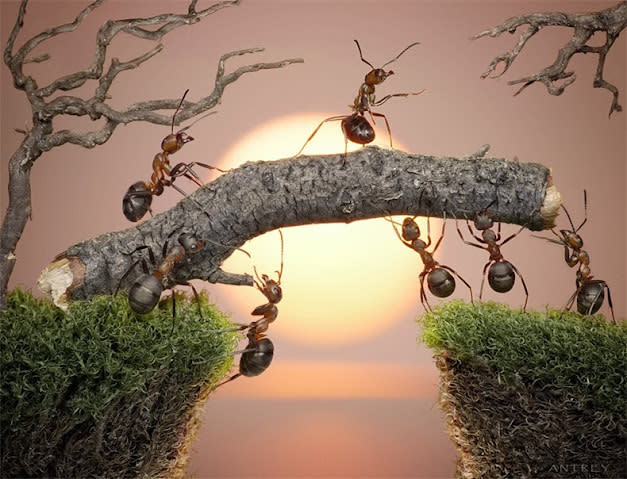 اغرب صور للنمل في وضعيات طريفه Funny-and-strange-ants-photographs+%284%29