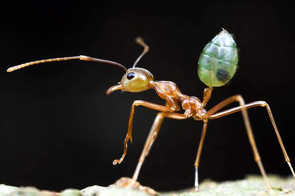   كيف يرزق الله النملة؟  Ant_0002