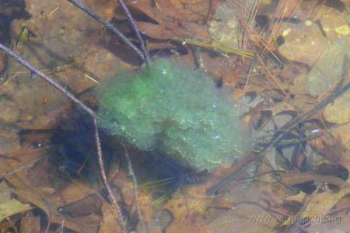 عجائب قدرة الخالق // نبات ينمو في خلايا حيوان  WF-algae