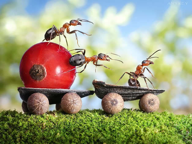 غرب صور للنمل في وضعيات طريفه Funny-and-strange-ants-photographs+%2819%29