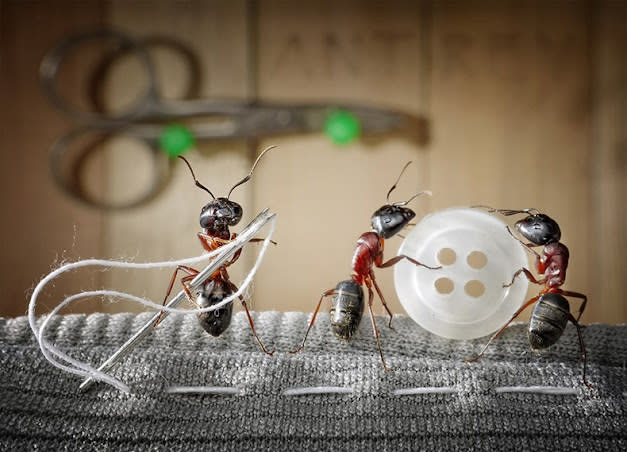 اغرب صور للنمل في وضعيات طريفه Funny-and-strange-ants-photographs+%2811%29