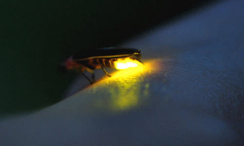ذباب النار Blurry%20glow%20firefly