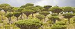 Dragon's blood trees on Socotra Island, off the coast of Yemen (Thinkstock)