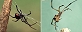 (L-R) Black widow spider (Thinkstock); brown widow spider (H. Robinson James/Getty Images)