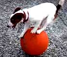 Ball-Walking Dog