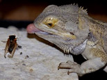 In this photo released by Brookfield Zoo, a bearded dragon lizard eyes a cicada turned loose in its habitat Thursday, May 24, 2007, at Brookfield Zoo in Brookfield, Ill.(AP)