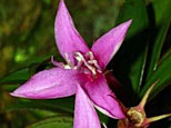 An orchid species named Phyllagathis Melastomataceae  (Reuters)