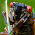 Swarms of cicadas