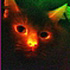 Fluorescent felines