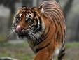 US animal sanctuary kills all its animals including three tigers and three lions