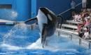 SeaWorld: Former trainer says deaths of three killer whales a 'disgrace to humanity'