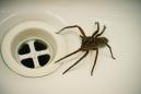 Police called after man heard shouting death threats... to a spider
