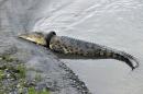 Indonesia offers reward for plucking tyre off giant croc's neck