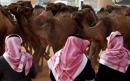 Saudi Arabian camel owners caught injecting botox in bid to win £25m beauty pageant prize