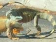 Pair of iguanas hold up traffic as they duel in Florida Starbucks car park