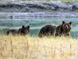 Grizzly bear approved in US state for first time in 43 years after Trump administration decides they're not under threat there anymore