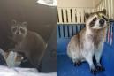 Congrats to this clever mama raccoon who broke into a car to give birth