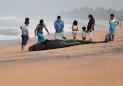 Sri Lankan navy, villagers rescue more than 100 stranded whales