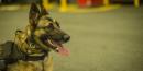 US-trained bomb-sniffing dogs sent to Jordan are living in horrible conditions and dying from improper care