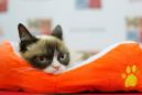I haz wins: Grumpy Cat in $710,000 court payout