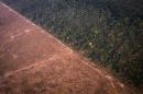 Brazil Admits It Has a Deforestation Problem and Vows to Fix It