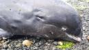 Mauritius: Anger and questions as 17 dead dolphins wash ashore
