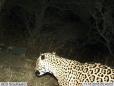 Agency reports rare jaguar sighting in mountains of Arizona