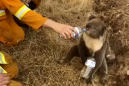 Thousands of koalas feared dead in Australia wildfires