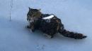 Watch Out Grumpy Cat! This Feline Looks Less Than Happy to be Stuck to Icy Pond
