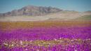 The World's Driest Desert Blooms With Hundreds Of Flowers After Rare Rain