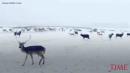 Wildlife Gathers To Eat Thousands Of Pounds Of Feed During Louisiana Snowfall