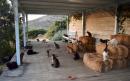Greek cat sanctuary 'overwhelmed' with emails after advertising paid job on idyllic island with 55 felines