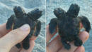 Endangered 2-Headed Turtle Spotted on Beach