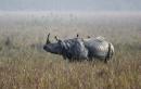 Rhino killed as poaching attempts increase amid India virus lockdown