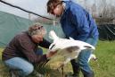 Pandemic hampers raising rare whooping cranes for the wild