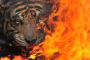 Endangered Sumatran tiger falls victim to brutal killing spree