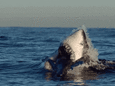 Shark Week: Here are the Wild Physics of a Great White Leap